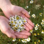 心も体も軽くなるヒーリングをイメージした花